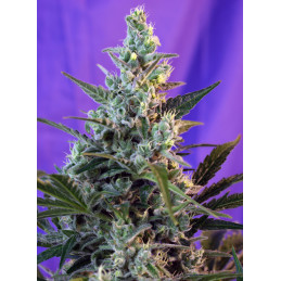 Sweet Skunk Auto - Sweet Seeds - květ