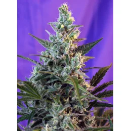 Sweet Skunk Auto - Sweet Seeds - květ