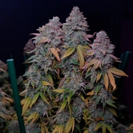 Gorilla Frost Silent Seeds – palice a struktura květů