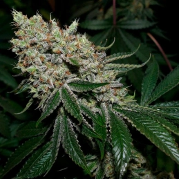 Gorilla Frost Silent Seeds – palice a struktura květů