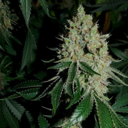 Gorilla Frost Silent Seeds – palice a struktura květů