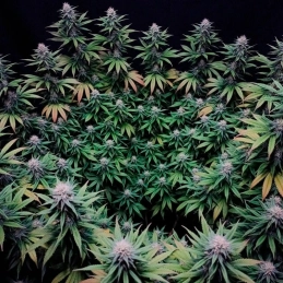 Gorilla Frost Silent Seeds – rostlina během květu