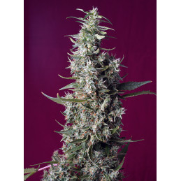 Sweet Cherry Pie® - Sweet Seeds - květ