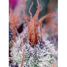 Cream Caramel F1 Fast Version® - Sweet seeds - terpeny