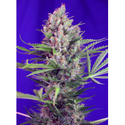 Cream Mandarine F1 Fast Version® - Sweet seeds - květ