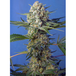 Crystal Candy F1 Fast Version® - Sweet Seeds - květ