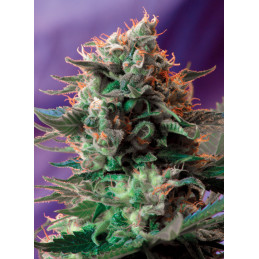 Jack 47 F1 Fast Version® - Sweet seeds - květ
