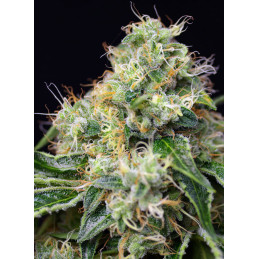 Killer Kush F1 Fast Version® - Sweet seeds - detail květu