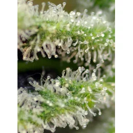 Killer Kush F1 Fast Version® - Sweet seeds - detail terpenů