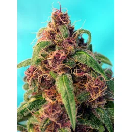Red Mandarine F1 Fast Version - Sweet Seeds - květ
