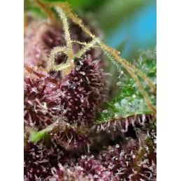 Red Mandarine F1 Fast Version - Sweet Seeds - detail terpenů