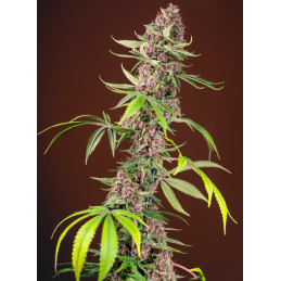 Red Mandarine F1 Fast Version - Sweet Seeds - rostlina