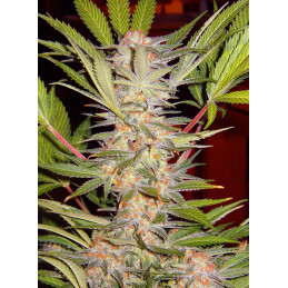 S.A.D. Sweet Afgani Delicious F1 Fast Version - Sweet Seeds - květ