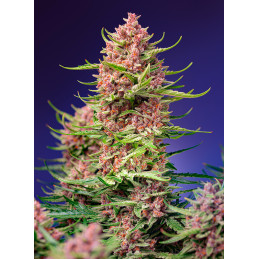 Strawberry Cola Sherbet F1 Fast Version - Sweet Seeds - květ