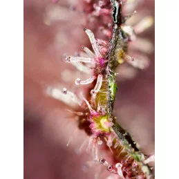 Tropicanna Poison F1 Fast Version - Sweet Seeds - terpeny