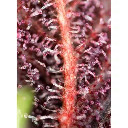 Red Hot Cookies - Sweet Seeds - terpeny