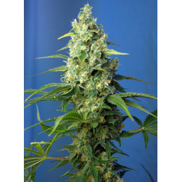 Honey Peach Auto CBD - Sweet Seeds - květ