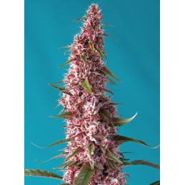 Red Pure Auto CBD® - Sweet Seeds - květ