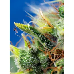Sweet Pure Auto CBD - Sweet Seeds - terpeny a květ