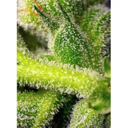 Sweet Pure Auto CBD - Sweet Seeds - terpeny