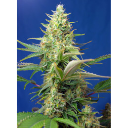 Sweet Pure Auto CBD - Sweet Seeds - květ