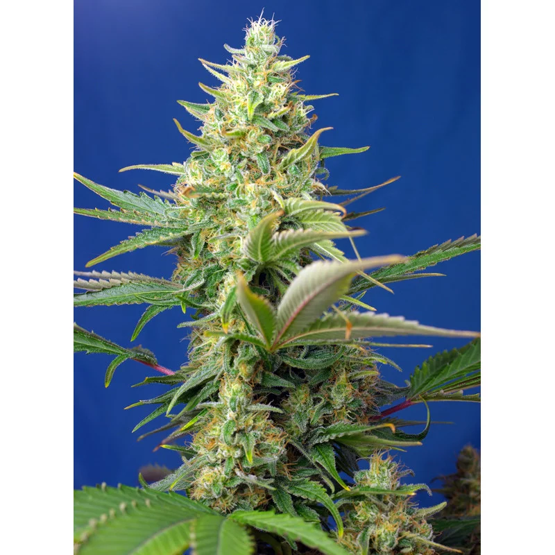 Sweet Pure Auto CBD - Sweet Seeds - květ