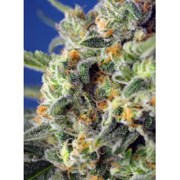 Sweet Pure CBD - Sweet Seeds - květ a terpeny
