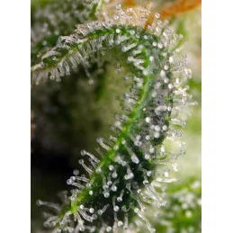 Sweet Pure CBD - Sweet Seeds - terpeny