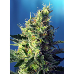 Sweet Pure CBD - Sweet Seeds - květ