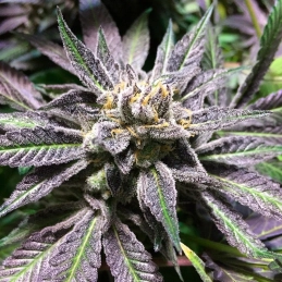 Květy Grape Juice Silent Seeds – indica dominance