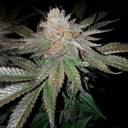 Květy Grape Juice Silent Seeds – indica dominance