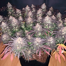 L.A Vanilla Cake Silent Seeds – celá rostlina a květy