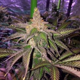 L.A Vanilla Cake Silent Seeds – palice a struktura květů