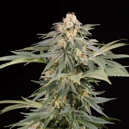Lemon Tree Fast Silent Seeds – palice a struktura květů