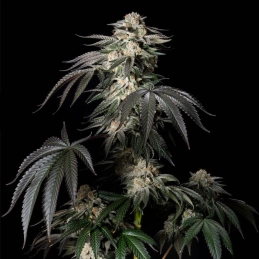 Mint Candy Silent Seeds – palice a struktura květů