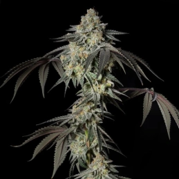 Mint Candy Silent Seeds – palice a struktura květů