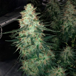 Moby Dick Silent Seeds – palice a struktura rostliny