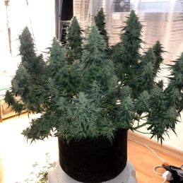 Moby Dick Silent Seeds – palice a struktura rostliny
