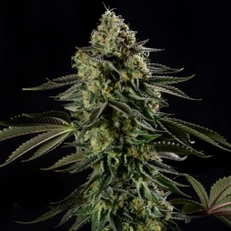 Rainbow Gas – pryskyřičné palice, Silent Seeds