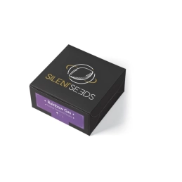 Rainbow Gas – balení semen Silent Seeds