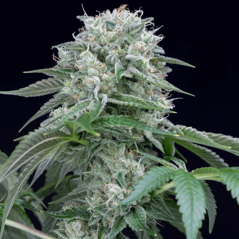 Starfire OG – detail květu, Silent Seeds