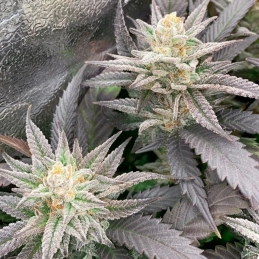 Starfire OG – pryskyřičné palice, Silent Seeds