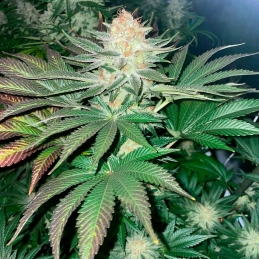 Starfire OG – pryskyřičné palice, Silent Seeds