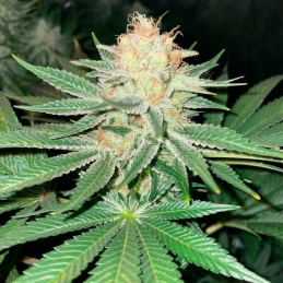 Starfire OG – pryskyřičné palice, Silent Seeds
