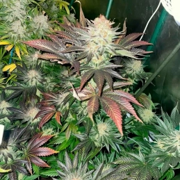 Starfire OG – struktura rostliny, Silent Seeds