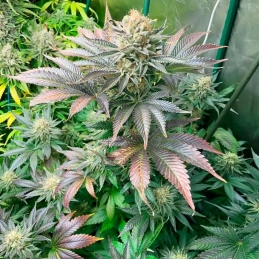 Starfire OG – struktura rostliny, Silent Seeds