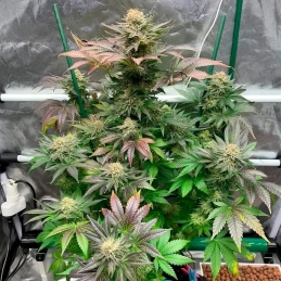Starfire OG – struktura rostliny, Silent Seeds