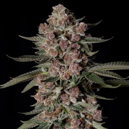 Tropical Jam Silent Seeds – palice