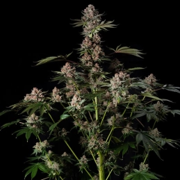Tropical Jam Silent Seeds – struktura - celá rostlina