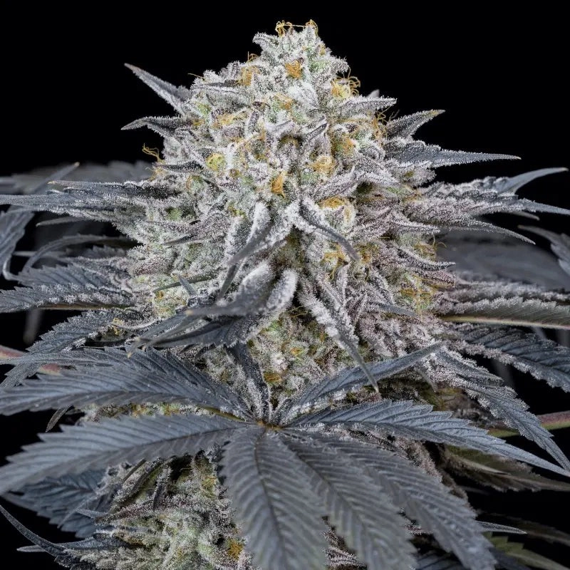 Watermelon Runtz Silent Seeds – hlavní květ